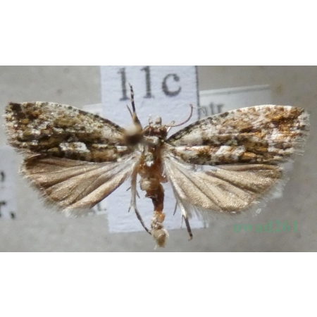 Zeiraphera isertana (Fabricius, 1794) Wskaźnica dębóweczka Czech11c